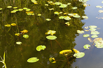 Image showing Water in the lake