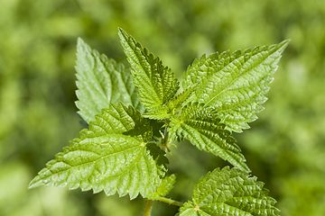 Image showing Green nettle, close-up