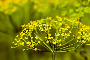 Image showing umbrella and dill leaves