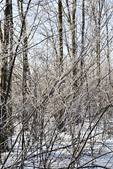 Image showing Trees in the winter season