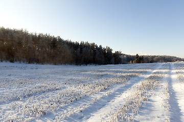 Image showing Field in the snow