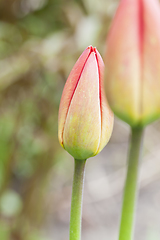 Image showing Red tulip, close-up