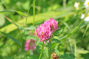 Image showing Red clover