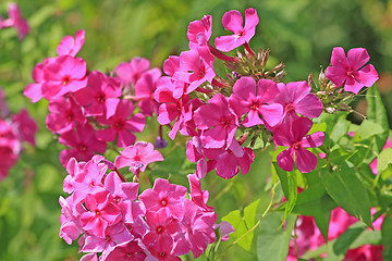 Image showing Pink phlox