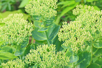 Image showing Green sedum