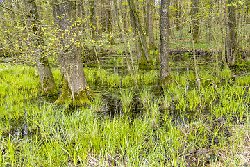 Image showing forest with swamp