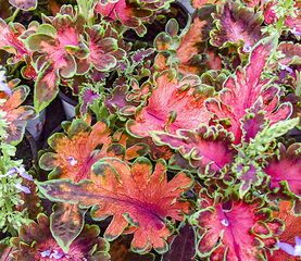 Image showing colorful plant leaves