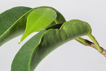 Image showing fresh green leaves