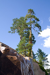 Image showing Trees on a rock