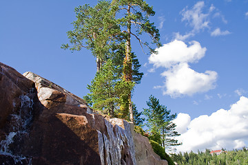 Image showing Tree on a rock