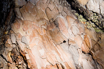 Image showing Pine tree bark