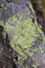 Image showing Moss on rock