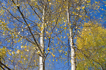 Image showing Autumn Leaves