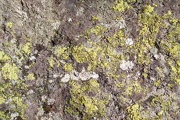 Image showing Moss on rock