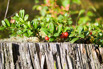 Image showing Forrest berries