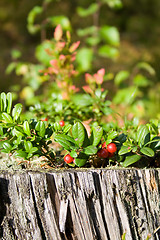 Image showing Forrest berries