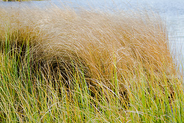 Image showing Blades of grass in the wind