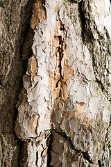 Image showing Bark - tree trunk