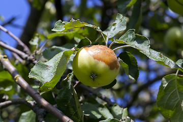 Image showing rotten apple on a tree