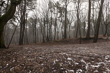 Image showing Autumn forest without trees