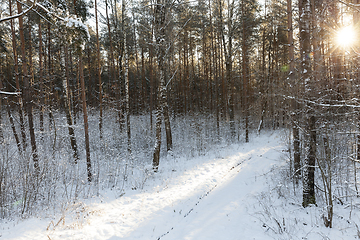 Image showing Winter forest, close-up