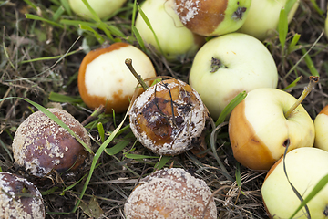 Image showing fruit garden crop