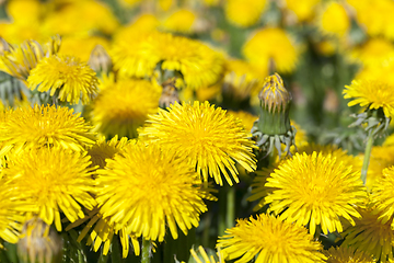 Image showing yellow dandelions in spring