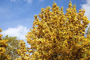 Image showing yellowed maple trees in the fall