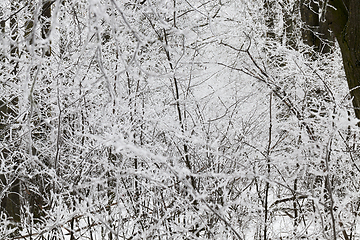 Image showing Photographed winter forest