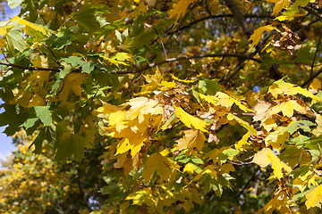 Image showing yellowed maple trees in autumn