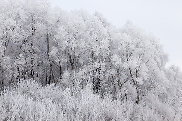 Image showing Photographed winter forest