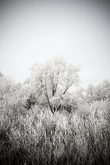 Image showing Trees in the frost