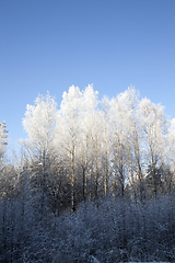 Image showing Frost on the branches of trees