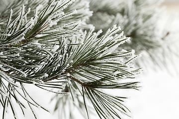 Image showing Pine forest, close-up