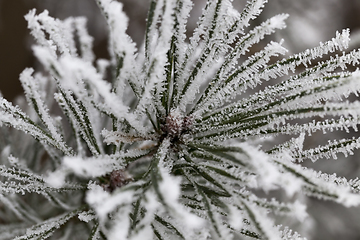 Image showing Needles in the frost