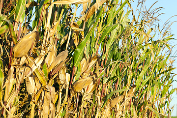 Image showing field of ripe corn