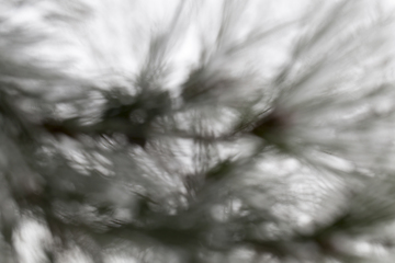 Image showing Pine forest, close-up