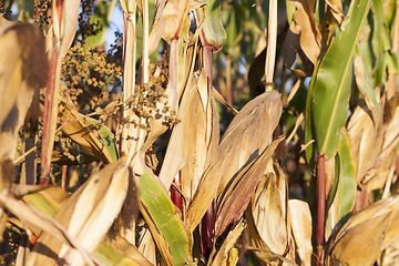 Image showing Ripe corn in the field