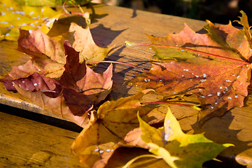 Image showing Park bench autumn leaves