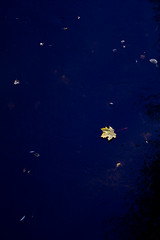 Image showing Floating autumn leaf