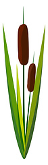 Image showing A greeny reed vector or color illustration