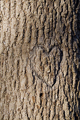 Image showing Heart on a tree trunk