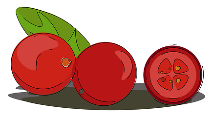 Image showing Portrait of red cranberries vector or color illustration