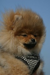 Image showing Pomeranian pup