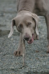 Image showing Dog chewing on stick