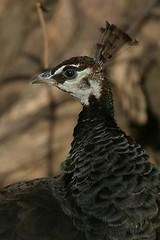 Image showing Peacock 