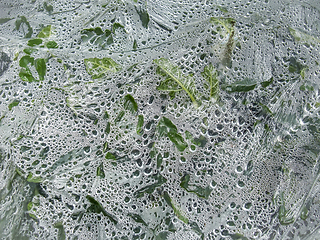 Image showing vegetation under plastic film