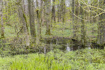 Image showing forest with swamp