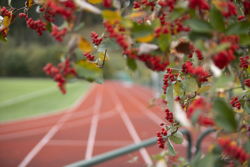 Image showing Running Track