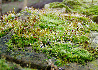 Image showing Dew drops